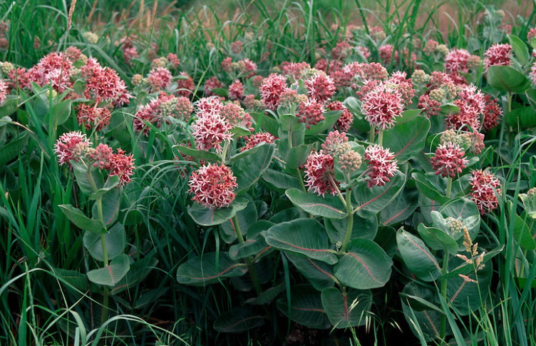 Greek milkweed, Kaunis askleepias, Ваточник красивый, Ластовень, Tähtisilkkiyrtti, Praktsidenört